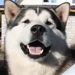 наутиз